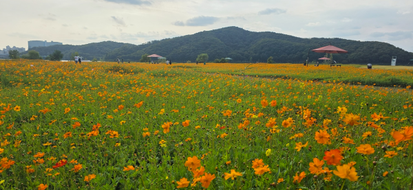 [사진] 용인특례시는 기흥구 공세동 기흥호수공원에 황화코스모스 밭을 조성했다