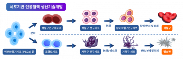 세포 기반 인공혈액 생산기술개발 모식도