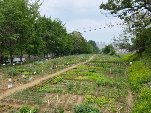 인창텃밭(인창동 659-3번지, 군부대 옆)